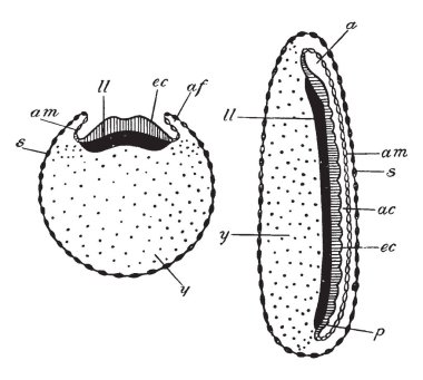 Bu resim böcek embriyo, vintage çizgi çizme veya oyma illüstrasyon temsil eder..