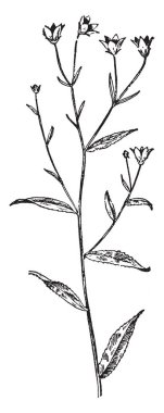 Kasıkotu ve cinqurfoil bir resmi. Gülgiller ailesinden bu. Çiçek sarı ve küçük, onlar dört beş yaprakları, vintage çizgi çizme veya oyma illüstrasyon.