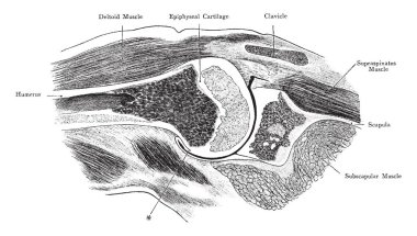 Bu resimde ön bölümü ile omuz eklem, vintage çizgi çizme veya oyma illüstrasyon temsil eder.