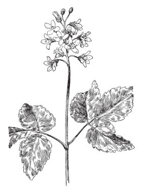 Bir tür kutu uçurtma, vintage çizgi çizme veya oyma illüstrasyon.