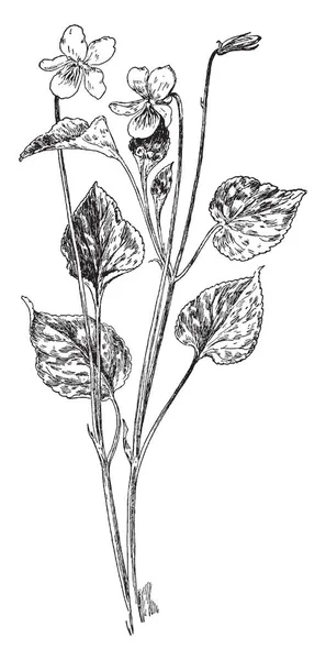Cette Fleur Plantes Appartiennent Famille Des Violettes Fleur Cette Plante — Image vectorielle