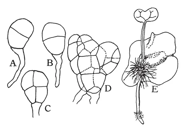 Képen Tátika Növény Levelek Virágok Gyulladáscsillapító Tartozik Scrophulariaceae Család Vintage — Stock Vector