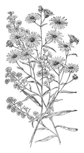 M. Virginica bir resmi gök mavi çiçekli çan şeklindeki bu. Çiçekler beş yaprakları, vintage çizgi çizme veya oyma resimde var.