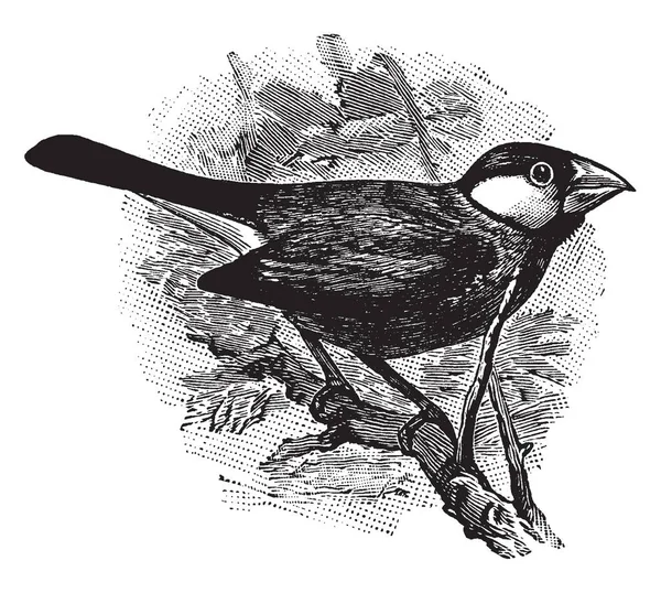 Иллюстрация Представляет Собой Java Sparrow Ветке Винтажный Рисунок Линии Заколдованную — стоковый вектор