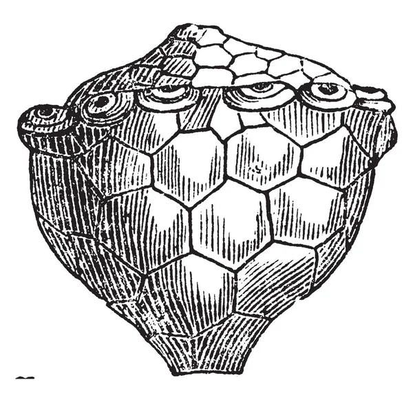 Actinocrinus 是海百合的一种灭绝的属 通常见于欧洲和北美洲 插图显示一个古生代海百合 复古线画或雕刻插图 — 图库矢量图片