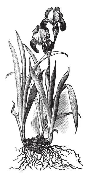 Корни Цветы Меч Листья Растения Айрис Рисунок Винтажной Линии Гравировка — стоковый вектор