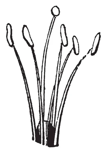 Obraz Przedstawiający Tetradinamia Karola Linneusza Jest System Seksualną Roślin Pręciki — Wektor stockowy