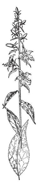 イナゴ ツリー ビンテージの線描画や彫刻図の葉 — ストックベクタ
