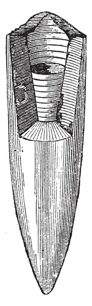 Belemnites Abreviates Fósil Estado Delaware Dibujo Líneas Vintage Ilustración Grabado — Archivo Imágenes Vectoriales