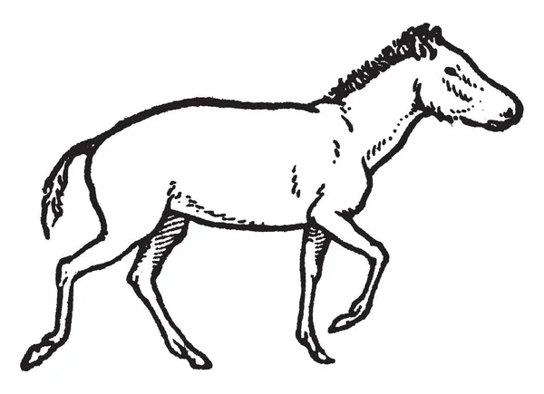 砂漠の馬はナミビアのナミブ砂漠 ビンテージの線描画や彫刻イラストは 珍しい野生馬です — ストックベクタ