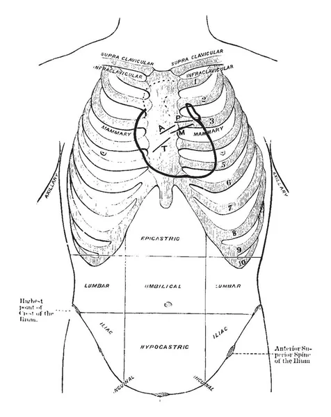 Diagrama Das Regiões Torácica Abdominal Desenho Linha Vintage Gravura Ilustração — Vetor de Stock