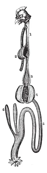 ภาพน แสดงถ งคลอง Alimentary ของนก ภาพวาดเส นเทจ อภาพแกะสล — ภาพเวกเตอร์สต็อก