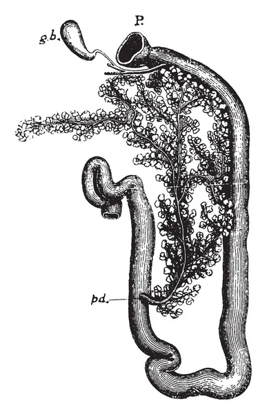 Oniki parmak bağırsağı tavşan, vintage çizgi çizme veya oyma illüstrasyon.
