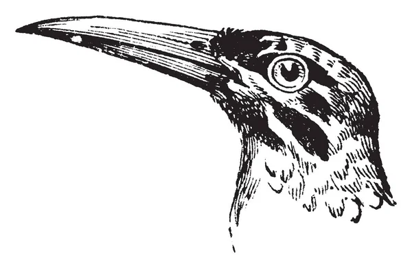 Dit Beeld Vertegenwoordigt Hoofd Van Een Grote Glansvogels Vintage Lijntekening — Stockvector