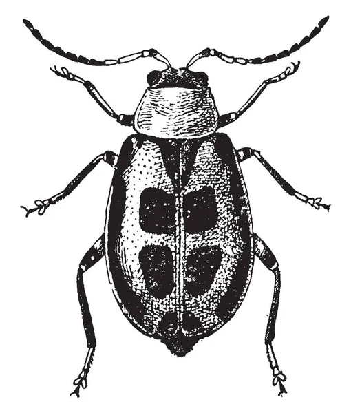 Linnaeus Heptandria Gösteren Bir Resim Bir Bitki Burada Yedi Stamens — Stok Vektör