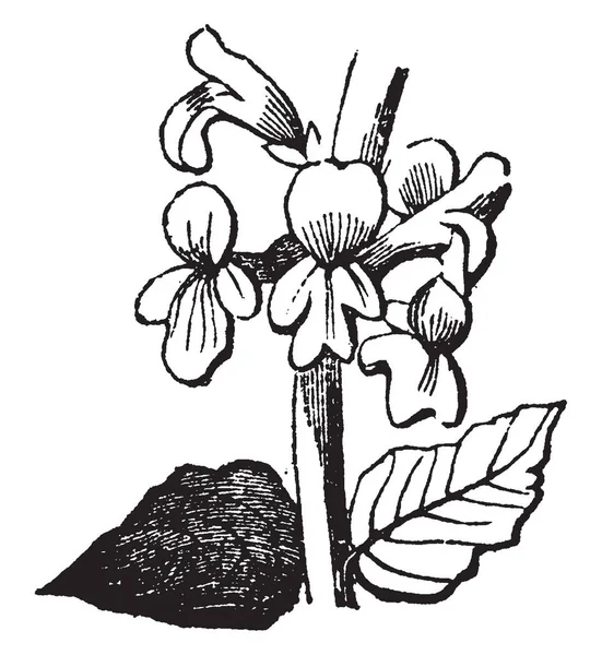 兰索拉塔是一种草本多年生野花 粗壮的中央茎是无毛的 叶子长达5片 叶子呈黄绿色至绿色 复古线条绘制或雕刻插图 — 图库矢量图片