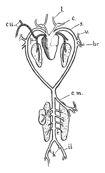 青蛙的动脉系统是舌和颈动脉 复古线画或雕刻插图 — 图库矢量图片