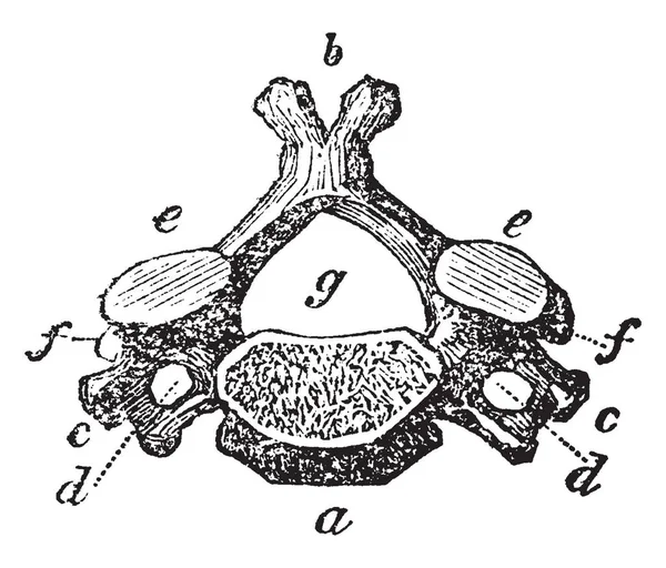 Esta Ilustração Representa Vertebra Pescoço Desenho Linha Vintage Gravura Ilustração — Vetor de Stock