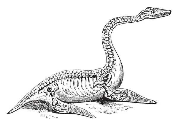 Plesiosaurus Tillhör Ugglan Vintage Linje Ritning Eller Gravyr Illustration — Stock vektor