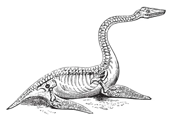 Plesiosaurus Pertence Sauropterygia Desenho Linha Vintage Gravura Ilustração — Vetor de Stock