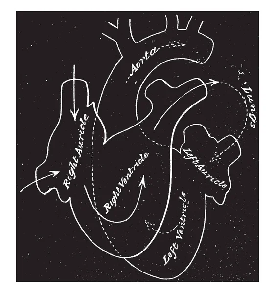 Ten Diagram Reprezentuje Funkcji Krążenia Poprzez Serce Vintage Rysowania Linii — Wektor stockowy