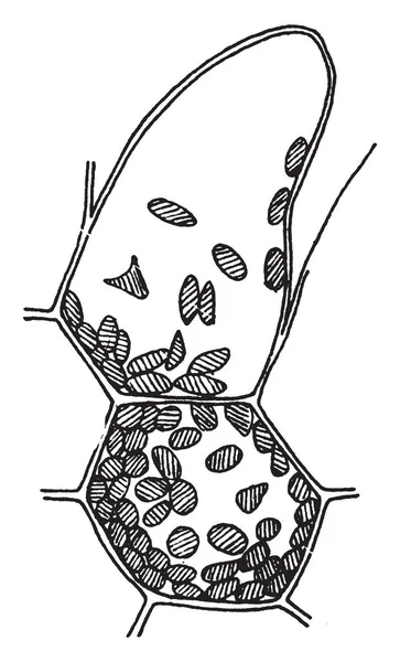 Les Fleurs Poussent Forme Typique Tombent Sépales Vers Base Feuilles — Image vectorielle