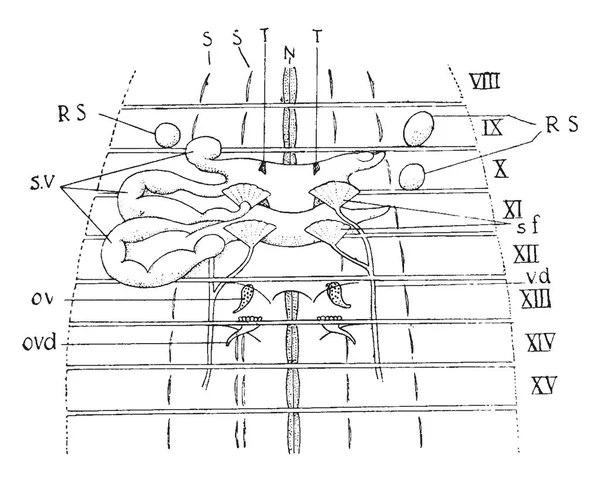 ミミズの生殖器官がある神経索と前方の精巣 ビンテージの線の描画や彫刻イラスト — ストックベクタ