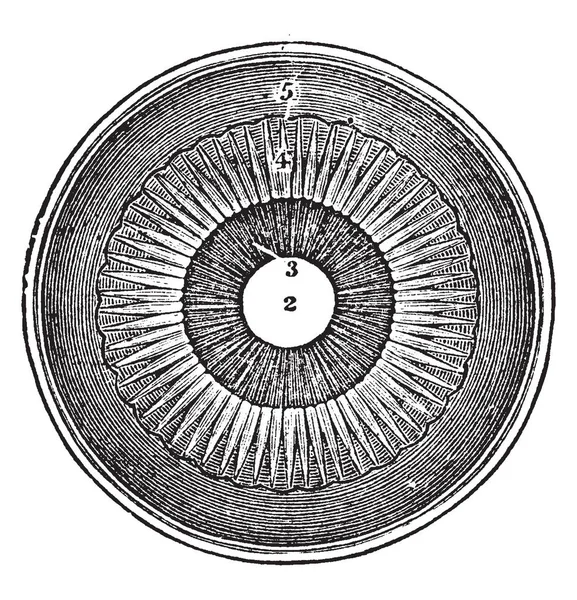 Questa Illustrazione Rappresenta Una Sezione Dell Occhio Vista Dall Interno — Vettoriale Stock