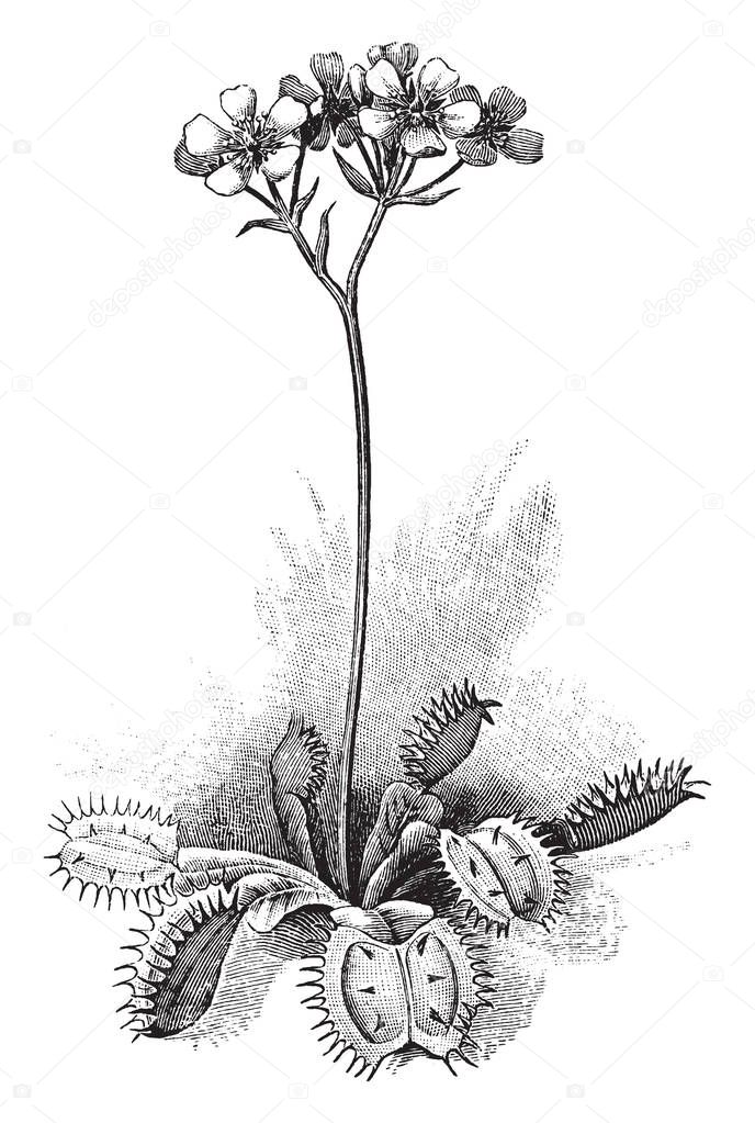 Picture of Venus flytrap plant with it's flower section. Flowers are small in size and have five petals. Stem reaches a maximum size of about three to ten centimeters, vintage line drawing or engraving illustration.