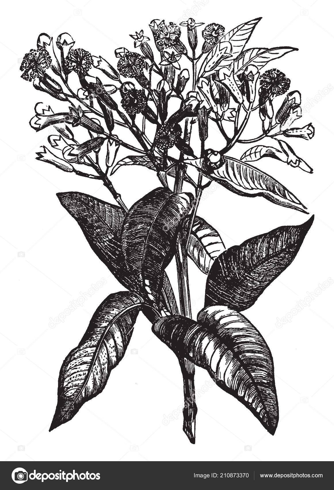 ビンテージの線描画や彫刻イラストに多くの Rippen クローブとクローブ植物 ストックベクター C Morphart ビンテージの線描画や彫刻イラストに多くの Rippen クローブとクローブ植物 ストックベクター C Morphart