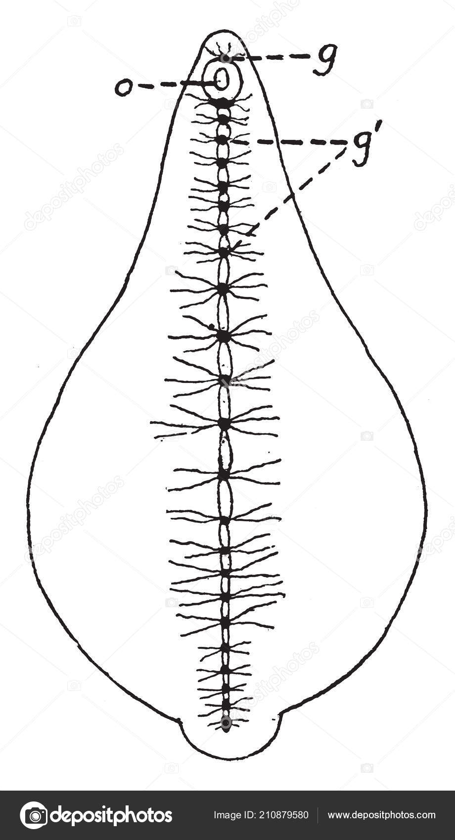 sistema nervoso central sanguessuga ilustração gravura desenho linha