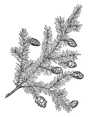 Cins karaağaç olarak da bilinen Elm yaprak gösteren bir resim. Yaprakları basit, alternatif, kenar keskin vardır ve iki kat dişli, vintage satır çizim veya gravür illüstrasyon.