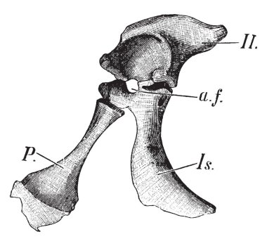 Pelvik kuşak genç timsah, vintage çizgi çizme veya oyma illüstrasyon yarısı.
