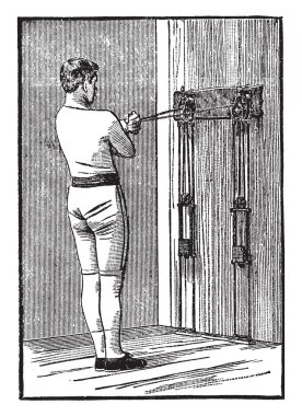 Bu yaprak görüntüsüdür. Yaprak 5 inç uzun, kalın ve değişik 2-3 loblu vardır orada da basit ve kenar düzensiz keskin dişli, vintage çizgi çizme veya oyma illüstrasyon gibi görünüyor.