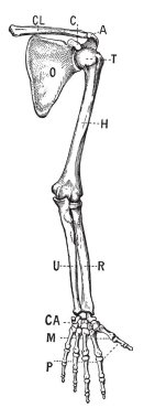 kürek kemiği, vintage çizgi çizme veya oyma illüstrasyon ventral yüzeyinde.