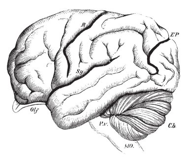 Özyinelemelerinin, vintage çizim düzenleme veya illüstrasyon oyma Orangoutang beyin.