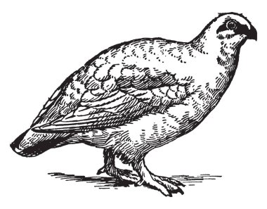 Rock Ptarmigan kış tüyleri bir keklik cinsi Lagopus, vintage çizgi çizme veya oyma illüstrasyon olduğunu.