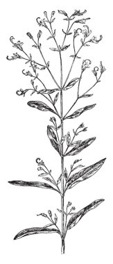 Potentilla Tridentata yaprak gösteren bir resim. Yaprak, dal, vintage çizgi çizme veya oyma illüstrasyon bağlı bileşik yaprak, kalp şeklinde.