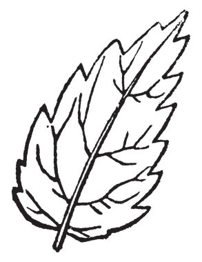 Küçük Bo Peep, bu resim şapka holding sopa ve üç koyun yanında, küçük bir kızla gösteriyor vintage satır çizim veya gravür illüstrasyon