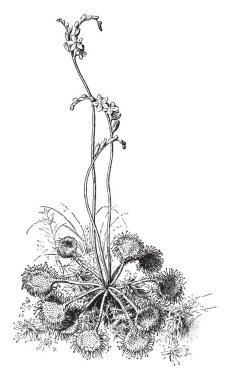 Resim yuvarlak-yaprak Sundew bitki gösterir. Drosera rotundifolia da bilinir. Yaprakları yuvarlak, yassı, kırmızımsı renk vardır. Renk, vintage çizgi çizme veya oyma illüstrasyon pembe çiçekler.