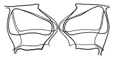 Yetişkin kıyameti hata 35-45 gün sonra yumurtadan, vintage çizgi çizme veya illüstrasyon oyma içinde gelişecektir.