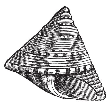 Trochus ziziphinus deniz salyangoz, vintage çizgi çizme veya oyma illüstrasyon bir cinsidir.