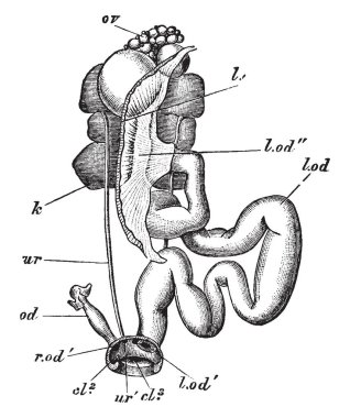 Kadın urino-genital organlar, vintage çizgi çizme veya oyma illüstrasyon.
