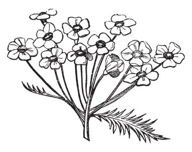 Bu ince Gerardia, vintage çizgi çizme veya oyma illüstrasyon denir bir çiçek bitki bir resmi vardır.