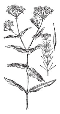 Hint Kenevir resimdir. Bu değerli fiber Doğu Hint Adaları ekimi şimdi yaygın fabrikasıdır. Yaprakları palmate, beş-yedi broşürler, vintage çizgi çizme veya oyma illüstrasyon ile.