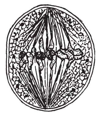 Bu görüntü meyve, vintage çizgi çizme veya oyma resimde çeşitli içeren bir meyve bölücü gösterir.