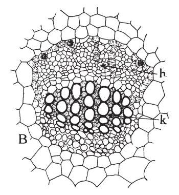 Tabiat Ana, yaz, çiçekler ile kadın bir yürüyüş bu sahne gösterir ve onu parmağına iki periler onunla yürümek dinlenme kelebek bakarak, vintage satır çizim veya gravür illüstrasyon