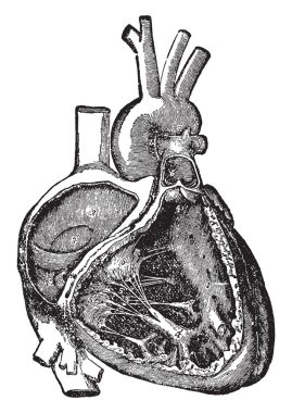 Bu diyagram vanalar, vintage çizgi çizme veya oyma illüstrasyon kalp sağ tarafına boşluklar temsil eder..