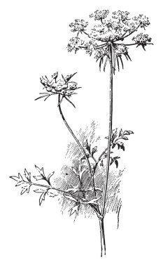 Havuç Umbel olan bir resim, bir ortak noktası, vintage çizgi çizme veya oyma illüstrasyon yetişen küçük çiçek saplarını oluşur.