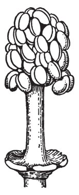 Bu resim Monadelphous stamens ebegümeci bitki, vintage çizgi çizme veya oyma illüstrasyon gösteriyor.